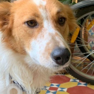 Found: White-Brown Mix Female Indie Dog from Jayanagar 1st block