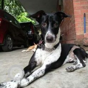 Hippy is missing from Indra Nagar Adyar  First Cross Street