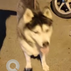 Siberian Husky found near Vyalikaval Seshadripuram-2