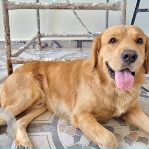 A male golden retriever was found in Madhapur