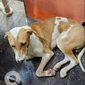 I need your favour or help to find owner and reunite this dog-2