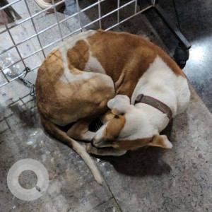 I need your favour or help to find owner and reunite this dog-3