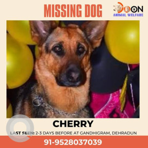 Missing: Black and Brown Female German shepherd Dog from Gandhi gram dehra dun