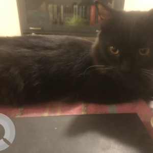 11 month old black Persian is missing from Navi Mumbai-2