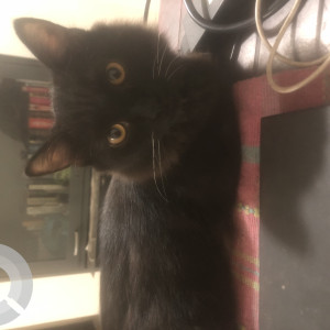 11 month old black Persian is missing from Navi Mumbai