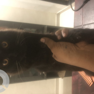 11 month old black Persian is missing from Navi Mumbai-3