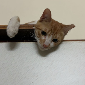 Missing: Orange Male Not available Cat from Dahanukar colony Kothrud-2