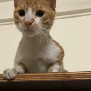 Missing: Orange Male Not available Cat from Dahanukar colony Kothrud