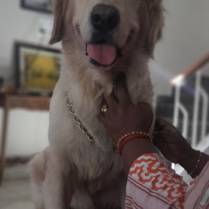 Found: White Male Golden Retriever (white) Dog from Neelankarai ECR, Last Seen in SINGARAVELAR STREET. He is a (white) Golden Retriever. He responds to the Name SHERRY. 8 Year old Male dog. Kindly Contact 8122938221