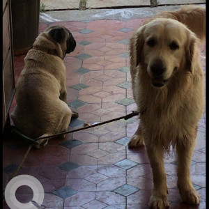 Found: White Male Golden Retriever (white) Dog from Neelankarai ECR, Last Seen in SINGARAVELAR STREET. He is a (white) Golden Retriever. He responds to the Name SHERRY. 8 Year old Male dog. Kindly Contact 8122938221-3