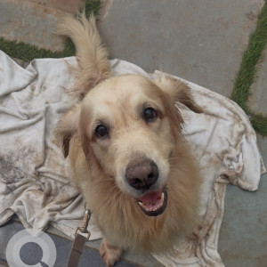 Found: White Male Golden Retriever (white) Dog from Neelankarai ECR, Last Seen in SINGARAVELAR STREET. He is a (white) Golden Retriever. He responds to the Name SHERRY. 8 Year old Male dog. Kindly Contact 8122938221-2