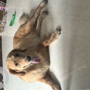 My 2 Year old Golden Retriever Milli is Missing from Mahavir Enclave-2