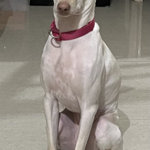 Dog named butter Missing from Indore-3