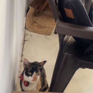 A White-Brown Mix Normal Cat Missing from Pune