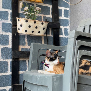 A White-Brown Mix Normal Cat Missing from Pune-2