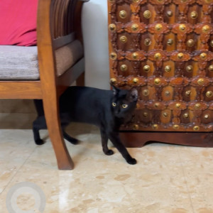 A Black Indie Domestic Short Hair Cat Missing from Bolarum, Secunderabad-3