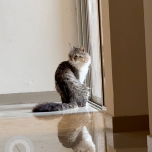 Missing: Grey-White Mix Male Street Cat from D-702, Manhattan, Pride World City, Charoli,  Dhanori, Pune.-2