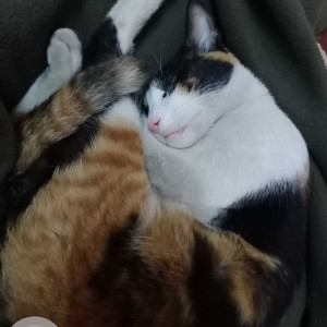 Missing: Other Female Calico Indie Cat from Kolkata,West Bengal