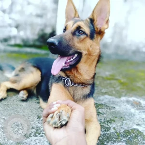 Missing: Black and Brown Female German shepherd Dog from Gandhi gram dehra dun