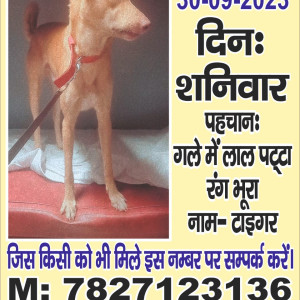 My Dog Tiger is missing from Najafgarh, Shyam vihar, Delhi