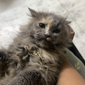 Missing: Grey-White Mix Female persian Cat from Plot no 41, near Health line hospital ekta marg adarsh nagar jaipur