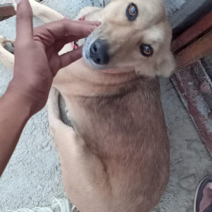 Missing: Light Brown Female Pariha indian dog Dog from Near my home near mahtva  hotel ,mahtva moad, mohan road