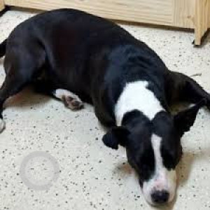 Missing: Black and White Female Indie Dog from Gh 5 & 7 ,Paschim Vihar Delhi - 110087