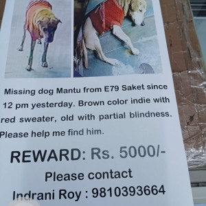 Missing: Brown Male Indie Dog from E79 Saket-2