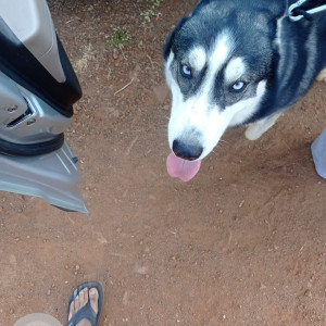 Missing: Grey-White Mix Male Husky Dog from House 92, opposite Lilavati Hospital, Green pulse colony, Bhopal bypass, Lambakheda.