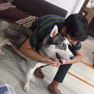 Missing: Grey-White Mix Male Husky Dog from House 92, opposite Lilavati Hospital, Green pulse colony, Bhopal bypass, Lambakheda.-4