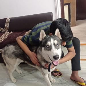 Missing: Grey-White Mix Male Husky Dog from House 92, opposite Lilavati Hospital, Green pulse colony, Bhopal bypass, Lambakheda.-3