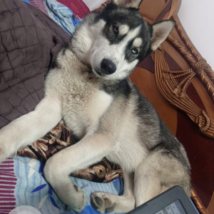 Missing: Grey-White Mix Male Husky Dog from House 92, opposite Lilavati Hospital, Green pulse colony, Bhopal bypass, Lambakheda.-2