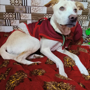 Missing: White-Brown Mix Male Indie Dog from Baljeet nagar, gali no 22, New Delhi -110008