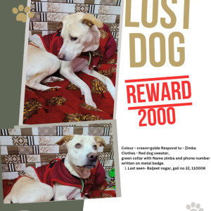 Missing: White-Brown Mix Male Indie Dog from Baljeet nagar, gali no 22, New Delhi -110008