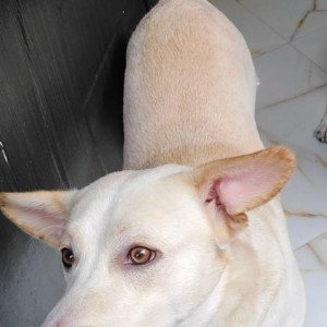 Missing: White Male Indie Dog from Palam, New Delhi-2