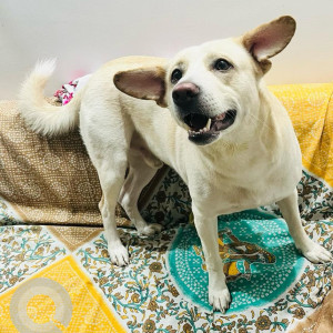 Missing: White Male Indie Dog from Palam, New Delhi-3