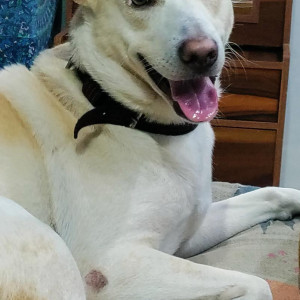 Missing: White Male Indie Dog from Palam, New Delhi-4