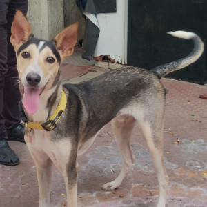 Missing: Grey Male ramnad mandai dog Dog from went missing from our farm near thirukazhukundram,chengelpet