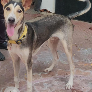 Missing: Grey Male ramnad mandai dog Dog from went missing from our farm near thirukazhukundram,chengelpet-4