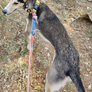 Missing: Grey Male ramnad mandai dog Dog from went missing from our farm near thirukazhukundram,chengelpet-3