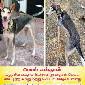 Missing: Grey Male ramnad mandai dog Dog from went missing from our farm near thirukazhukundram,chengelpet