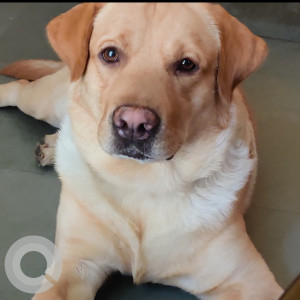 Missing: White-Brown Mix Male Labrador Dog from Singhad school, Tilekar nagar, Katraj Kondwa road, Pune