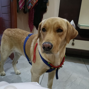 Missing: Golden Male Labrador Dog from Sector 6,Jhajjar