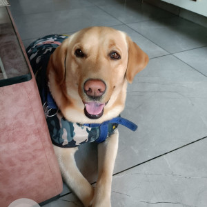 Missing: Golden Male Labrador Dog from Sector 6,Jhajjar-3