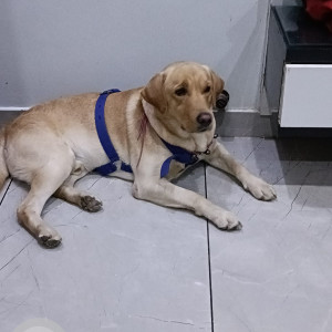 Missing: Golden Male Labrador Dog from Sector 6,Jhajjar-4