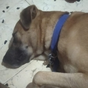 Missing: Brown Male Indie and German Shepherd mix Dog from Baba Farid nagar zingabai takli nagpur near railway line