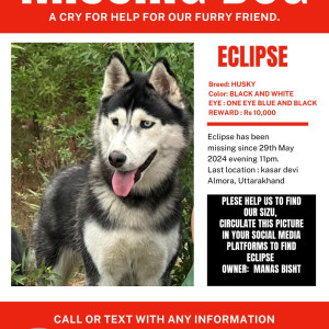 Missing: Black and White Male Husky Dog from Kasar Devi, Almora-3