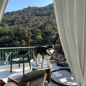 Missing: Black and White Male Husky Dog from Kasar Devi, Almora