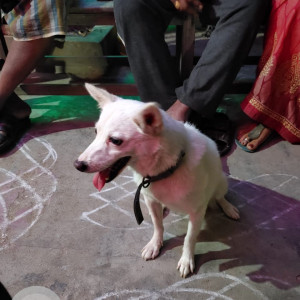 Missing: White Female Pomeranian Dog from Near rushikonda beach-3