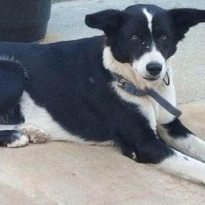 Missing: Black and White Female Street dog/indie Dog from 13, Thanal, Shalom Palm Meadows,  near Prakruti Layout, Singapura, Vidyaranyapura PO